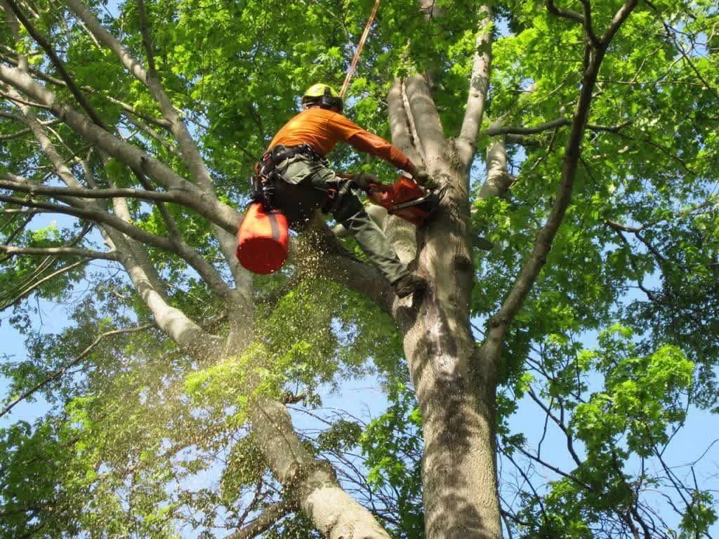 Tree experts at work