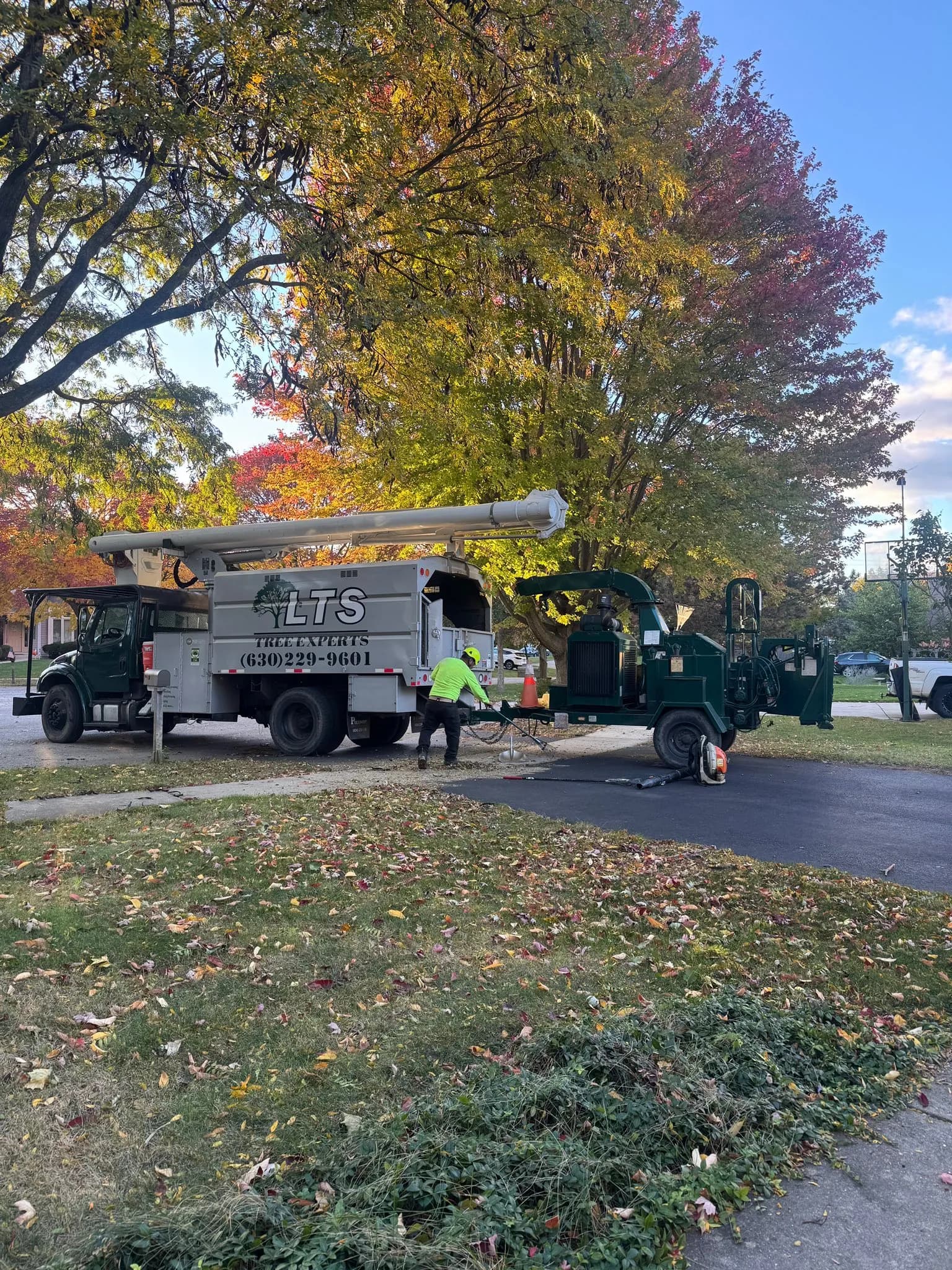 Professional tree service worker