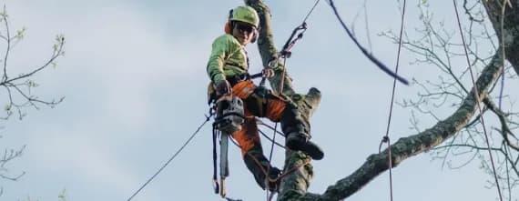 Professional Tree Removal